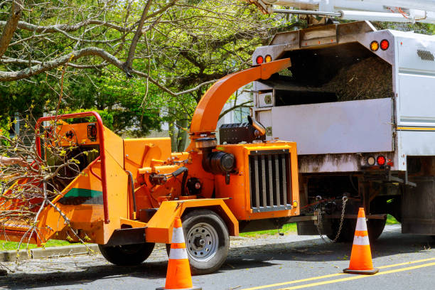 Reliable Castle Point, MO Tree Removal Solutions